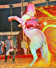 cheval au cirque