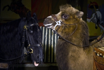 chameau et cheval frison