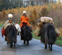Promenade à dos de yak